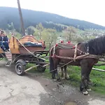 Guest house китиця